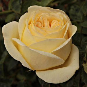Pоза Златна Кула - жълт - Чайно хибридни рози 